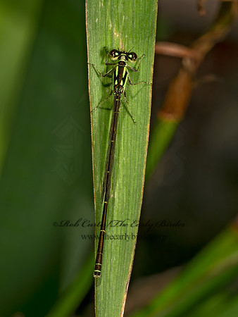 Ischnura posita FRAGILE FORKTAIL 9080173z