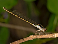 Ischnura posita FRAGILE FORKTAIL 9079879z