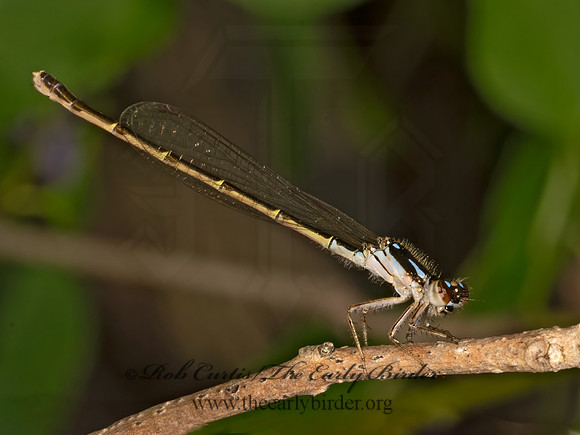 Ischnura posita FRAGILE FORKTAIL 9079879z