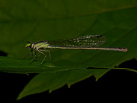 Ischnura FORKTAIL 9097625z