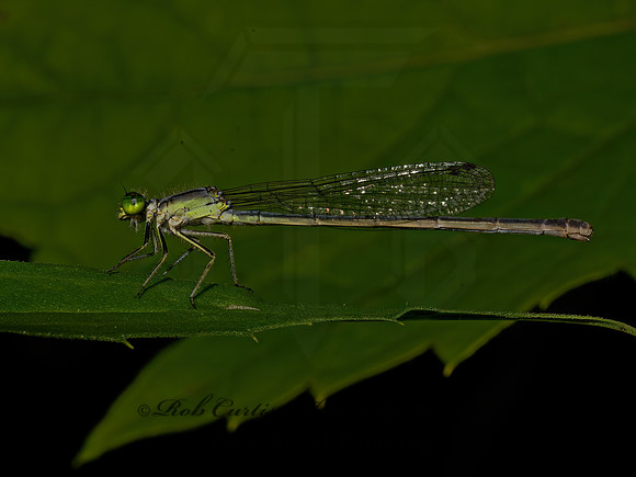 Ischnura FORKTAIL 9097625z