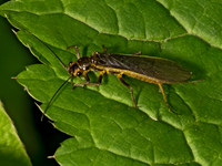 Agnetina or Paragnetina COMMON STONEFLY 9079180z