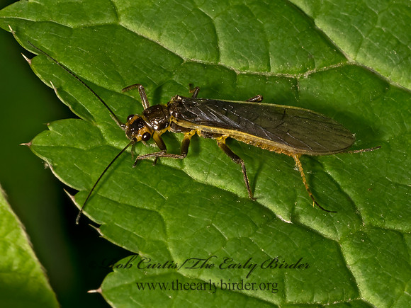 Agnetina or Paragnetina COMMON STONEFLY 9079180z