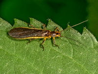 Agnetina or Paragnetina COMMON STONEFLY 9079123z