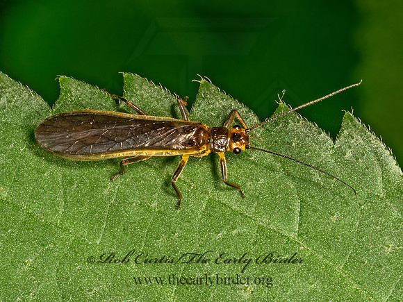 Agnetina or Paragnetina COMMON STONEFLY 9079123z