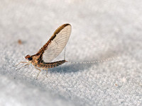 Callibaetis floridanus SMALL MINNOW MAYFLY 8042390z