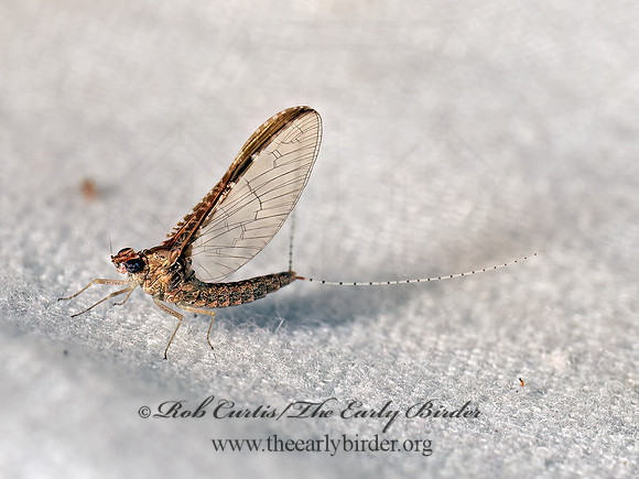 Callibaetis floridanus SMALL MINNOW MAYFLY 8042390z