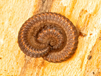 0 misc arthropods
