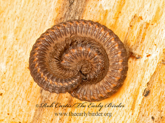 Abacion CRESTED MILLIPEDE 9083595z