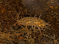 Conasellus AMERICAN WATERSLATER 9077732z