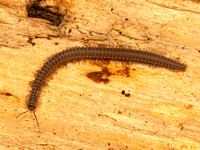Abacion CRESTED MILLIPEDE 9083598z