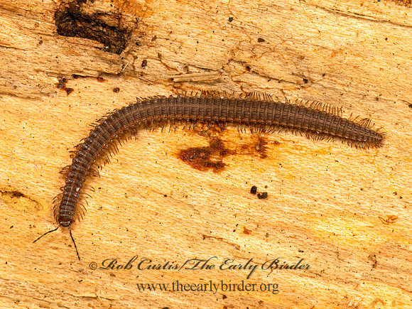 Abacion CRESTED MILLIPEDE 9083598z