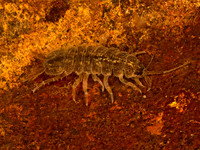 Conasellus AMERICAN WATERSLATER 9078229z