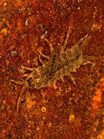 Conasellus AMERICAN WATERSLATER 9078226z