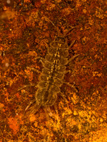 Conasellus AMERICAN WATERSLATER 9078206z