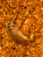 Gammarus AMPHIPOD 9083347z