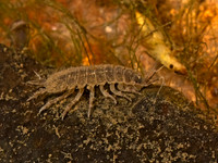 Conasellus AMERICAN WATERSLATER 9078738z