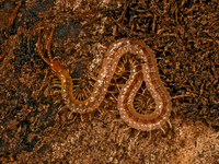 Geophilus SOIL CENTIPEDE 9083632z