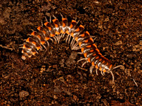 Euryurus leachii FLAT-BACKED MILLIPEDE Euryurus leachii FLAT-BACKED MILLIPEDE 9087037z