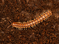 Euryurus evides~ FLAT-BACKED MILLIPEDE 9083591z