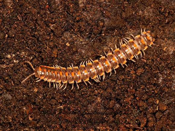 Euryurus evides~ FLAT-BACKED MILLIPEDE 9083591z