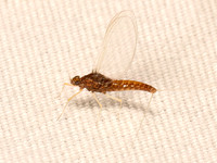 Heterocloeon amplum SMALL MINNOW MAYFLY 9083967z