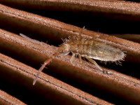 Homidia socia SLENDER SPRINGTAIL 9089936z