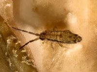 Homidia socia SLENDER SPRINGTAIL Homidia socia SLENDER SPRINGTAIL 9080623z