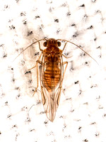 Lachesilla FATEFUL BARK LOUSE 8042582z