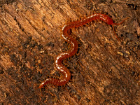 Geophilus viattatus~ SOIL CENTIPEDE 9086976z