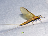 Hexagenia limbata COMMON BURROWER MAYFLY 9082104z