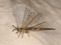 Scotoleon carrizonus LONG-TAILED ANTLION 3033203z