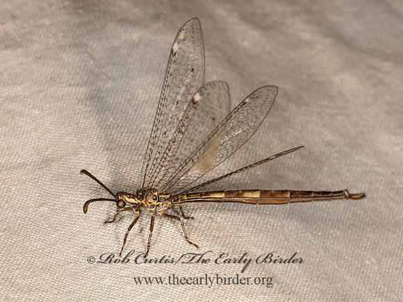 Scotoleon carrizonus LONG-TAILED ANTLION 3033203z