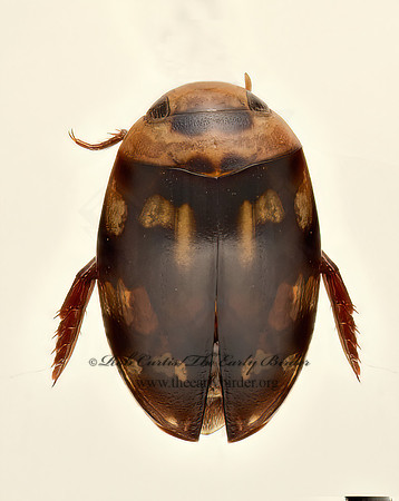 Laccophilus horni  PREDACEOUS DIVING BEETLE 9020023z