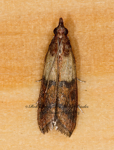 Plodia interpunctella INDIAN MEAL MOTH 9009549z