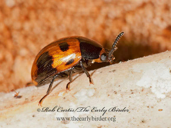 Diaperis maculata  DIAPERINAE DARKLING BEETLE 3013718 (1)