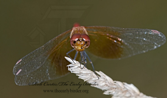Sympetrum semicinctum 6012181