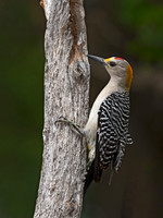 Melanerpes aurifrons  GOLDEN-FRONTED WOODPECKER 3032631z