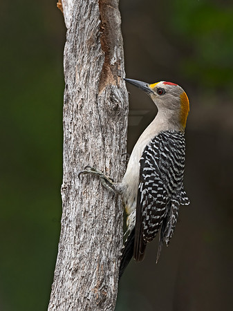 Melanerpes aurifrons  GOLDEN-FRONTED WOODPECKER 3032631z