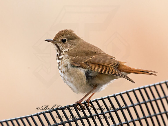 Catharus guttatus  HERMIT THRUSH 9009441z