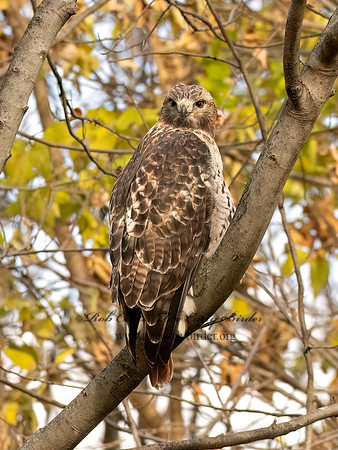 Buteo jamaicensis RED-TAILED HAWK 3042816z