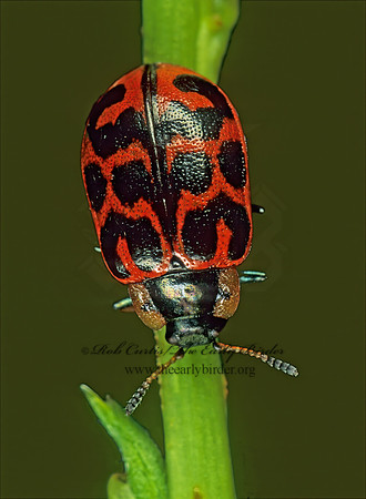Chrysomela knabi~ 207619z