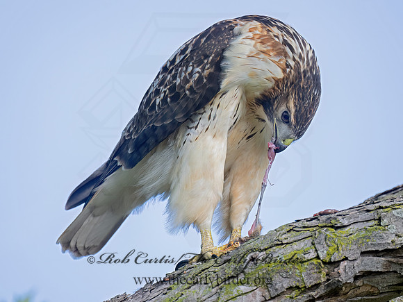 Buteo jamaicensis RED-TAILED HAWK 9084335z-