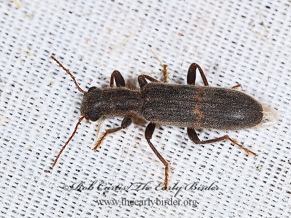 Cymatodera  CHECKERED BEETLE 7008637z