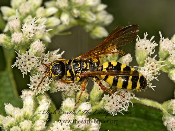 Myzinum quinquecinctum  5-BANDED THYNNID WASP 9050966z