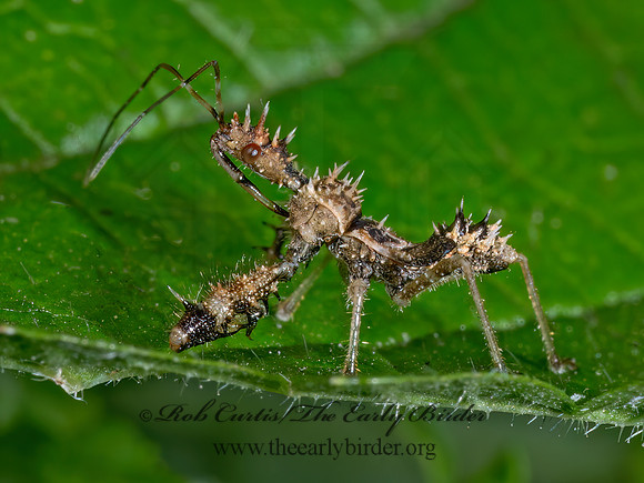 Sinea ASSASSIN BUG 9090317z