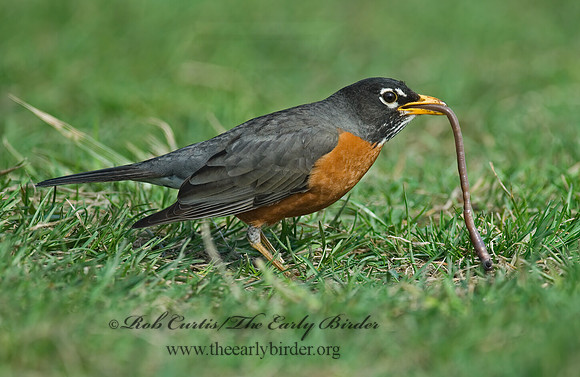 Turdus migratorius  AMERICAN ROBIN 6021837z