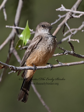 Sayornis sayi  SAY'S PHOEBE 3037218z