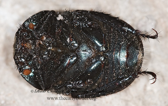 Geotrupes semiopacus 6014359z