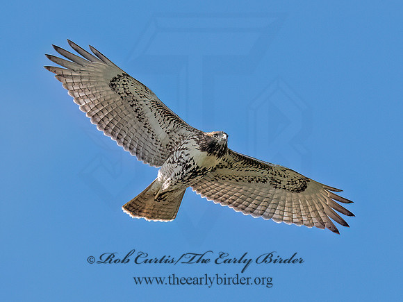 Buteo jamaicensis RED-TAILED HAWK 9091158 (1)